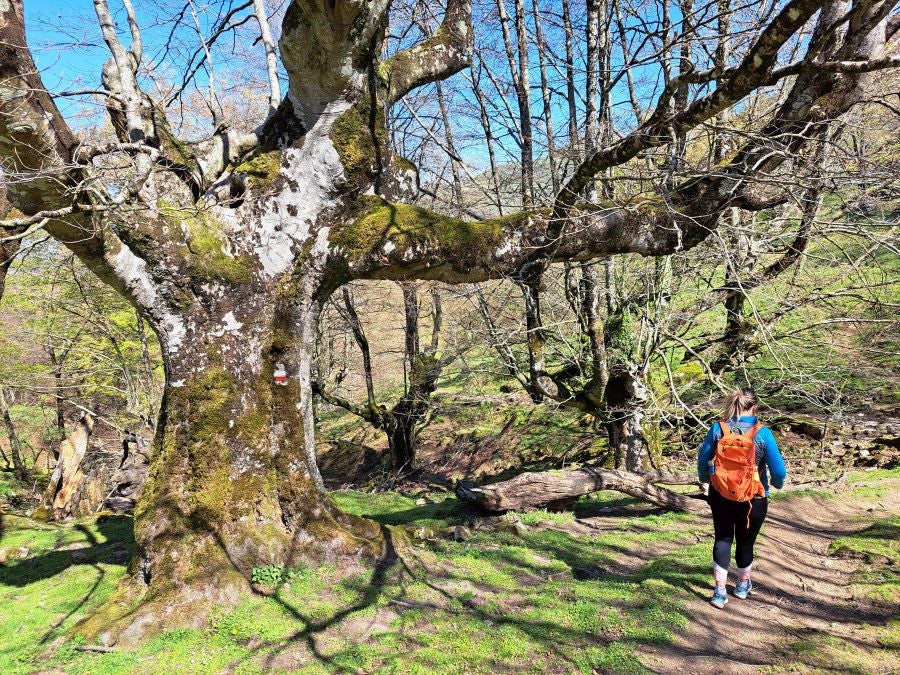 Pikuta, lejos del mundanal ruido