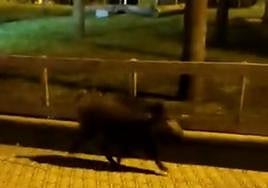 Uno de los jabalíes, ayer en Zarautz.