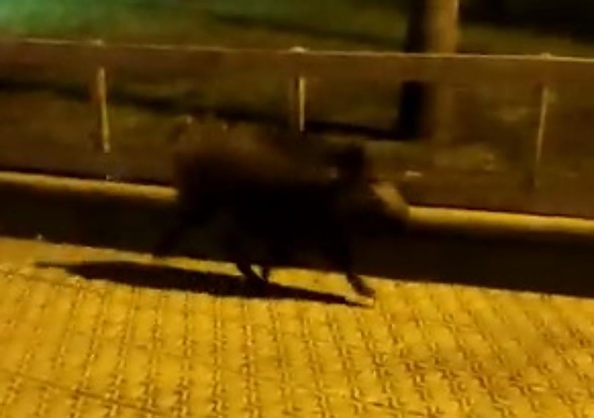 Uno de los jabalíes, ayer en Zarautz.