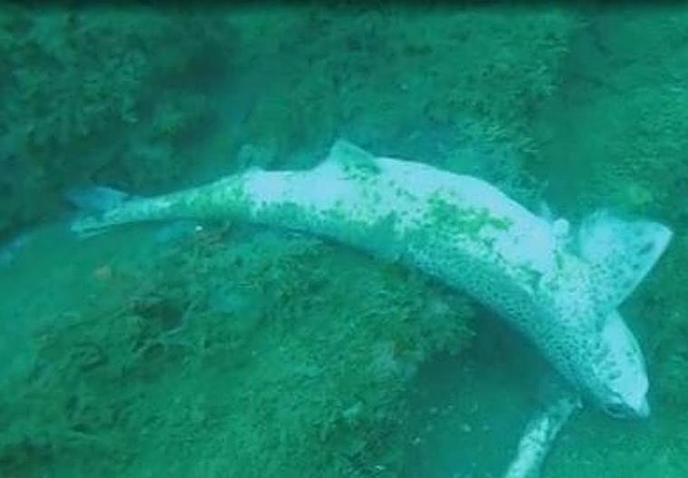 Denuncian tiburones pintarrojas «tirados» desde barcos a la bocana del puerto de Getaria