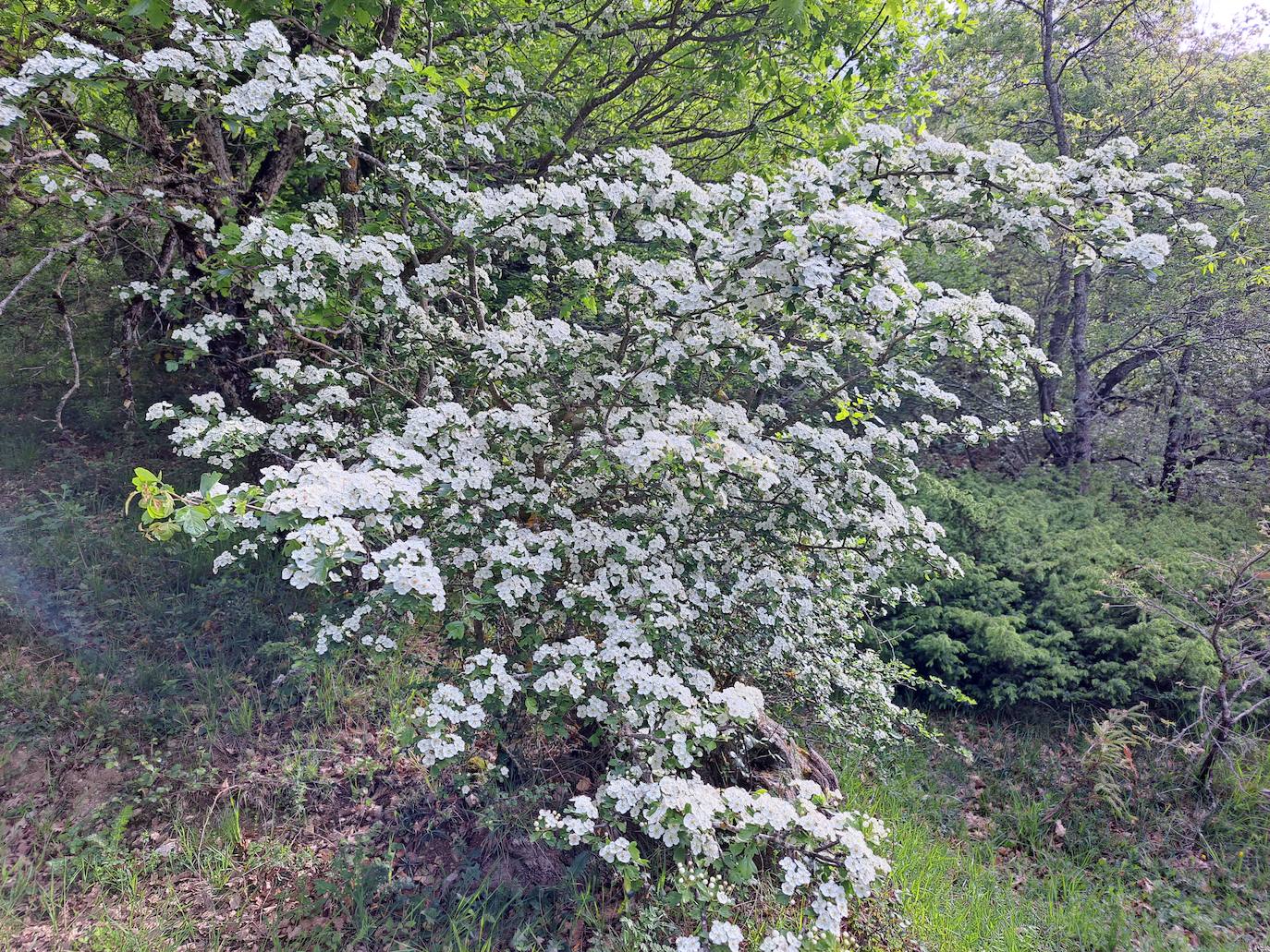 Un paseo por las nubes
