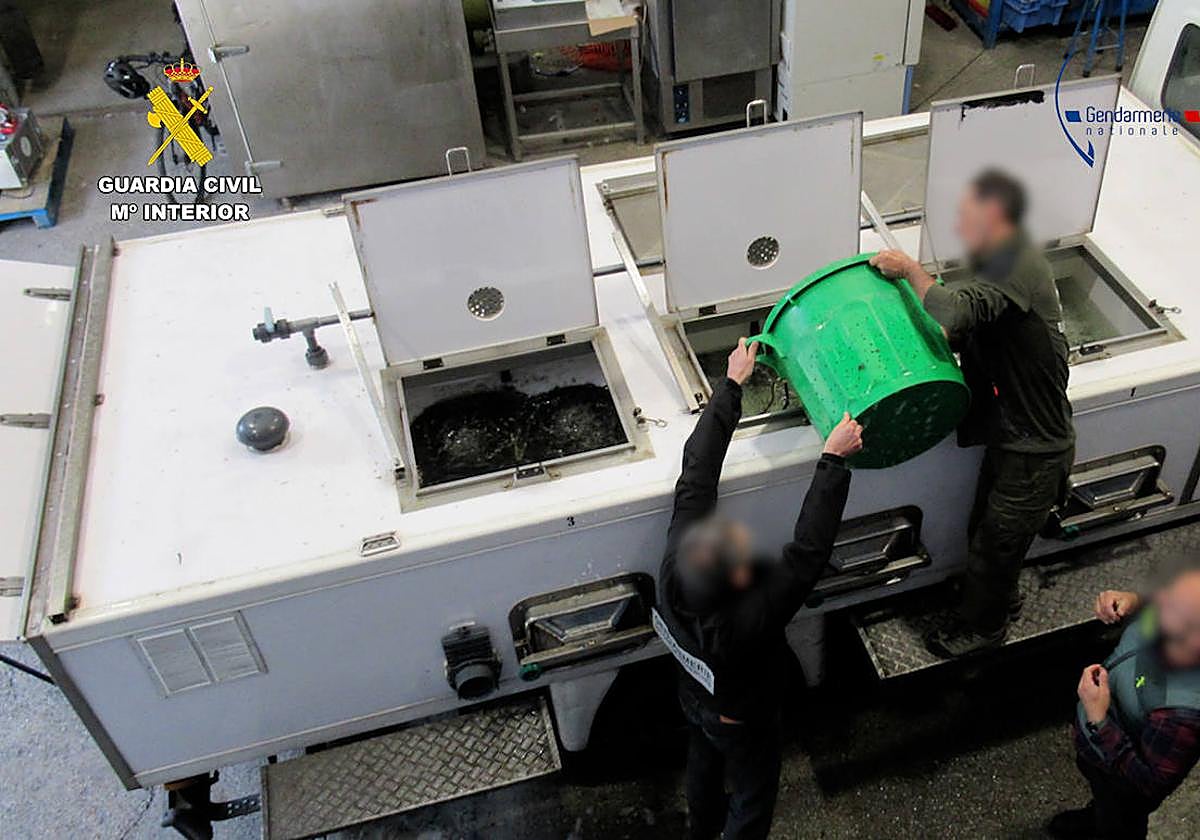 Dos detenidos en Gipuzkoa entre los 27 arrestados en la trama por el tráfico ilegal de angulas