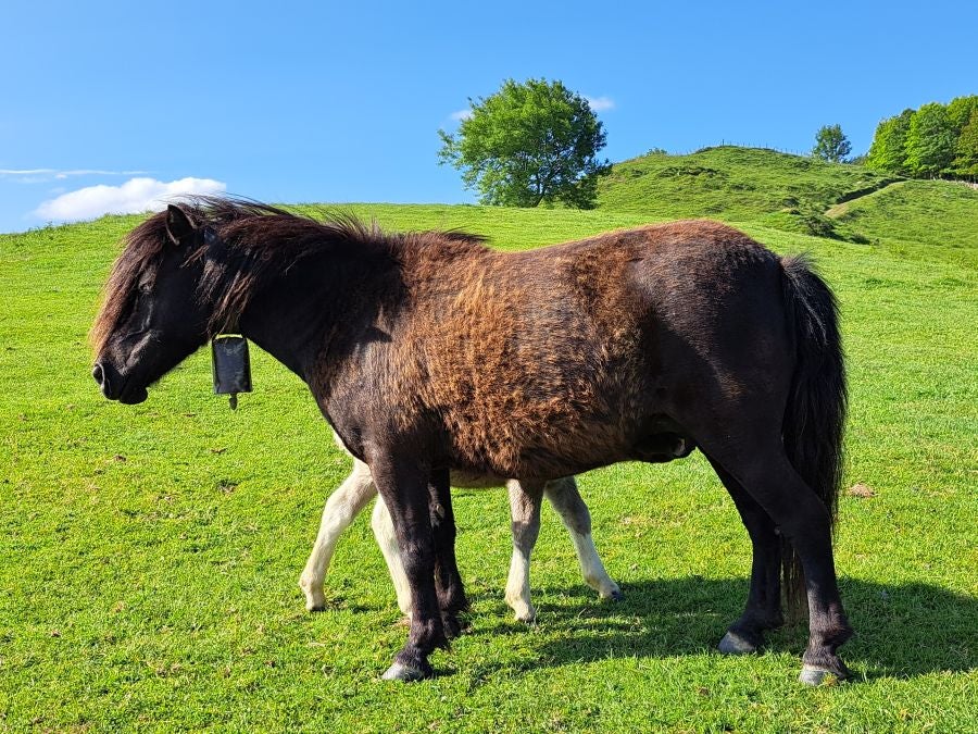 Explosión primaveral en la cima de Erroizpe