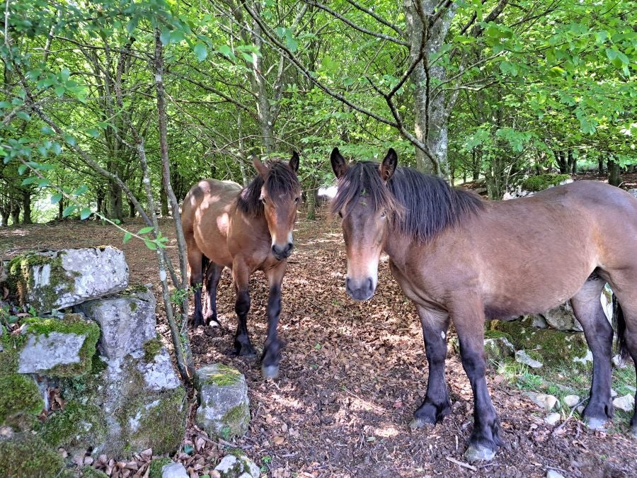 Explosión primaveral en la cima de Erroizpe