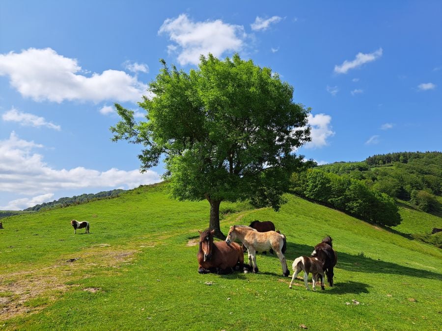 Explosión primaveral en la cima de Erroizpe