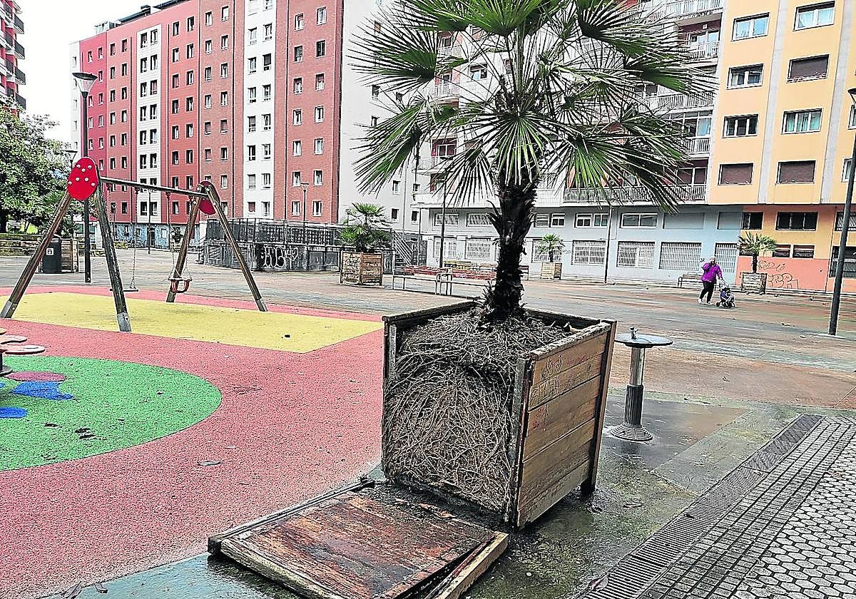 La fotografía está tomada en la plaza de los Prebostes, en Amara. «Las maderas que hacen la función de tiestos de las palmeras que adornan está plaza están podridas por el paso del tiempo. Ha cedido una pero van a ir rompiéndose todas por su mal estado», escribe un lector vecino del barrio.