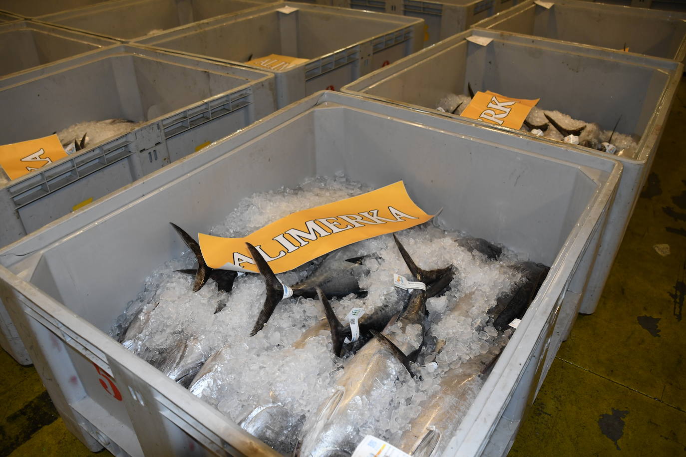 370 euros el kilo por el primer bonito