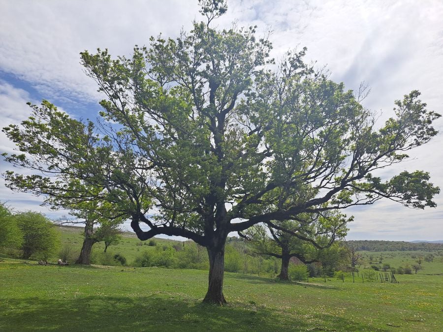 Mirutegi, un inmenso jardín con vistas