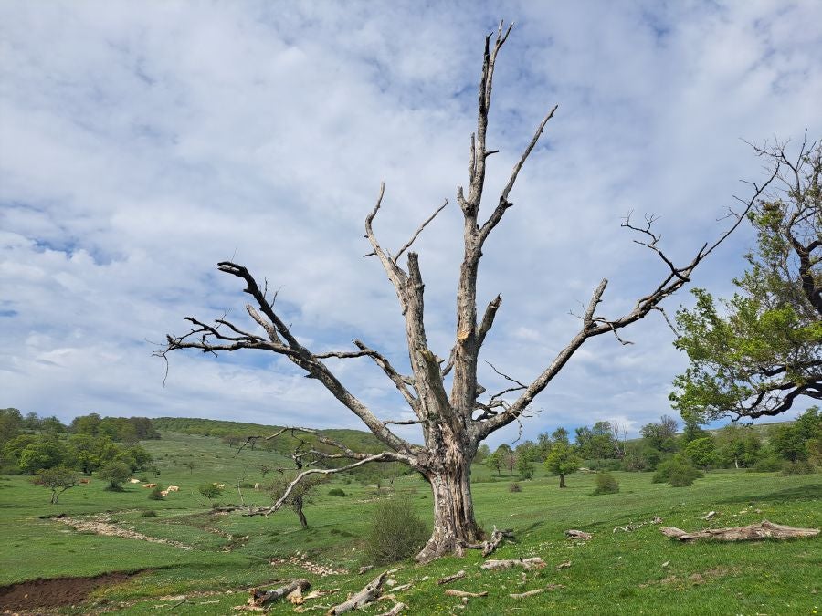 Mirutegi, un inmenso jardín con vistas