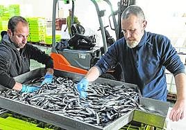 Descarga de anchoa este año en Hondarribia.