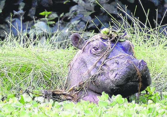 Privilegiado. Un enorme hipopótamo asoma su cabeza en una de las lagunas que pueblan las islas de Bijafos.
