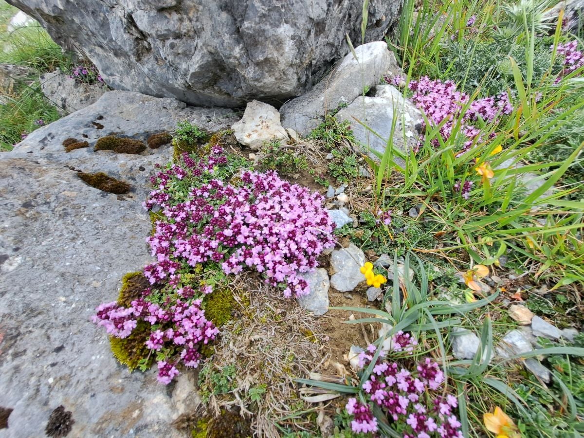 Xoxote, en el corazón de Izarraitz