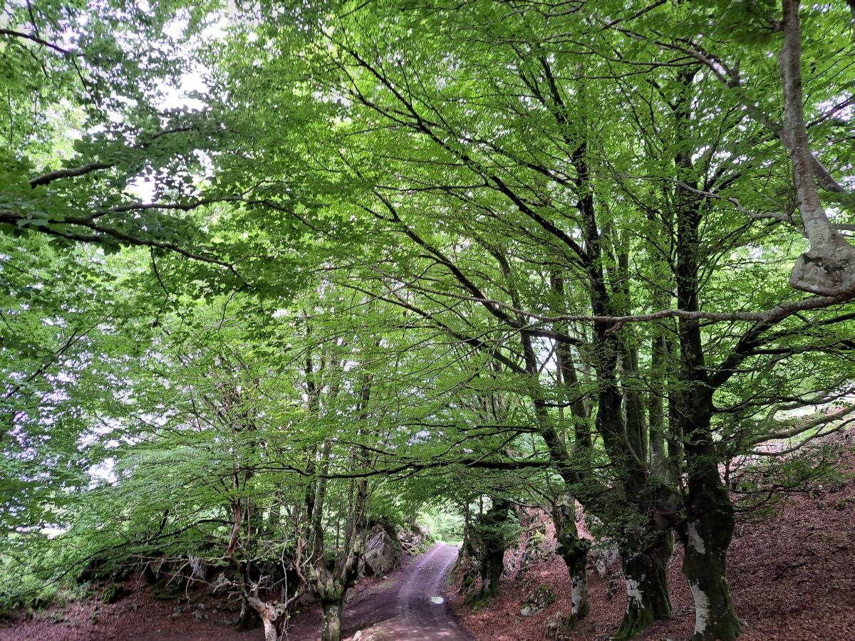 Xoxote, en el corazón de Izarraitz