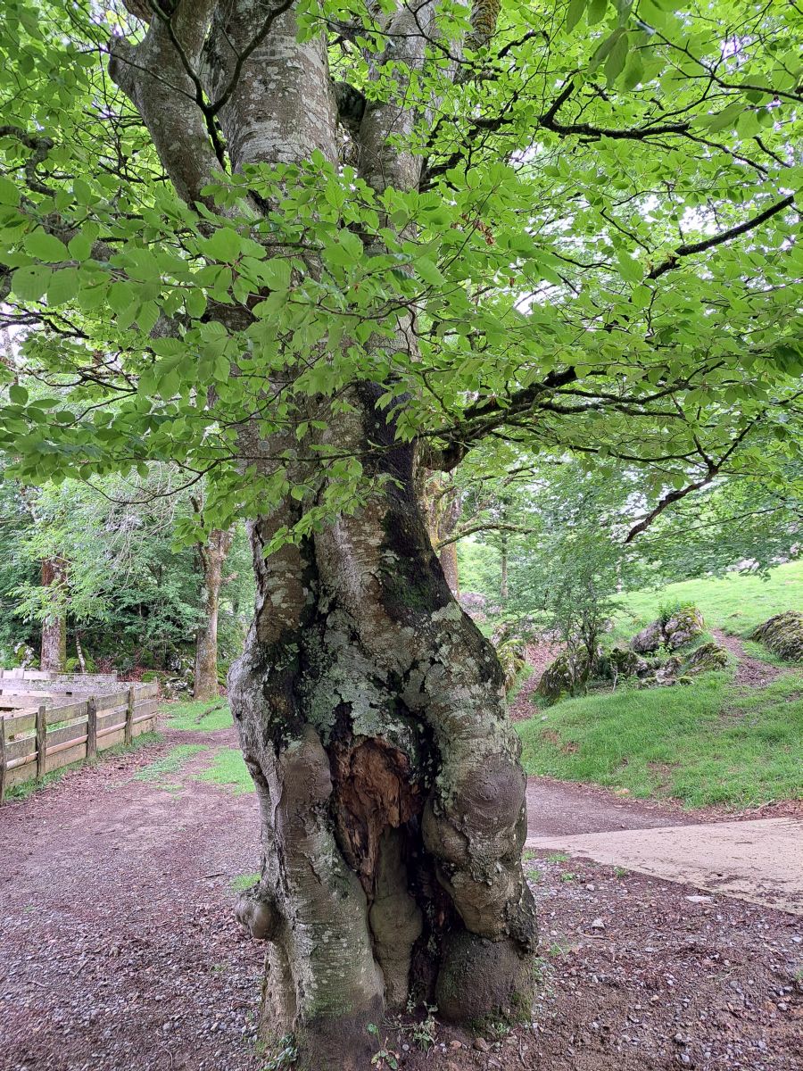 Xoxote, en el corazón de Izarraitz