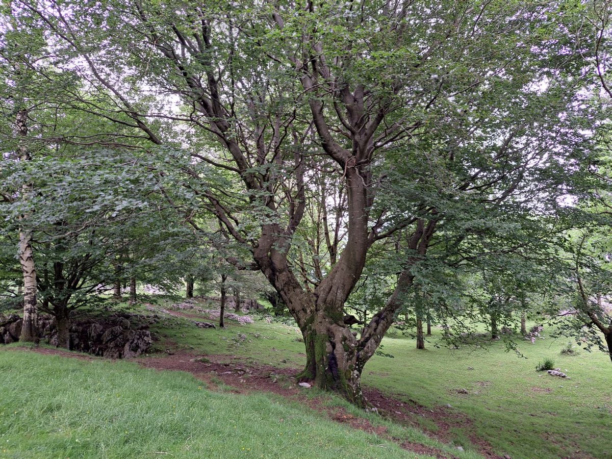 Xoxote, en el corazón de Izarraitz