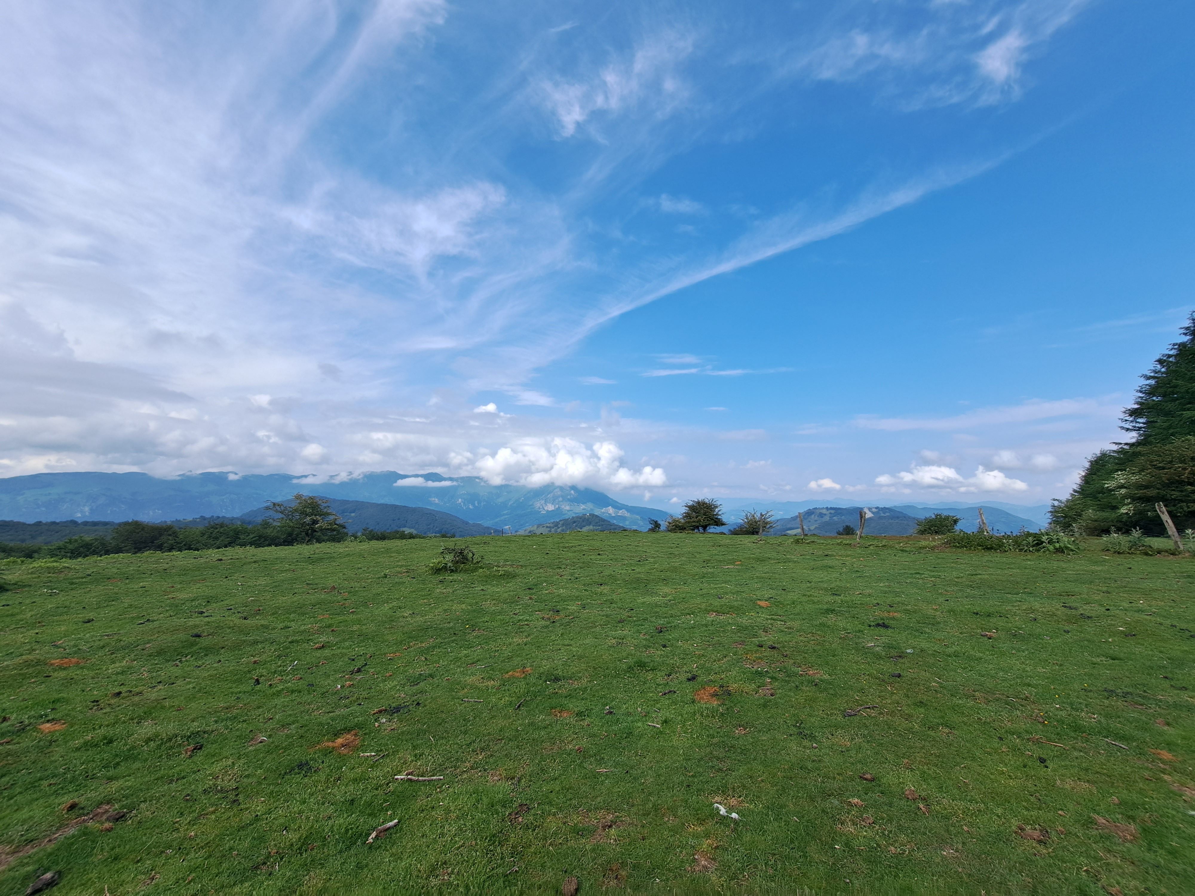 Entre bosques y Peru-Harri