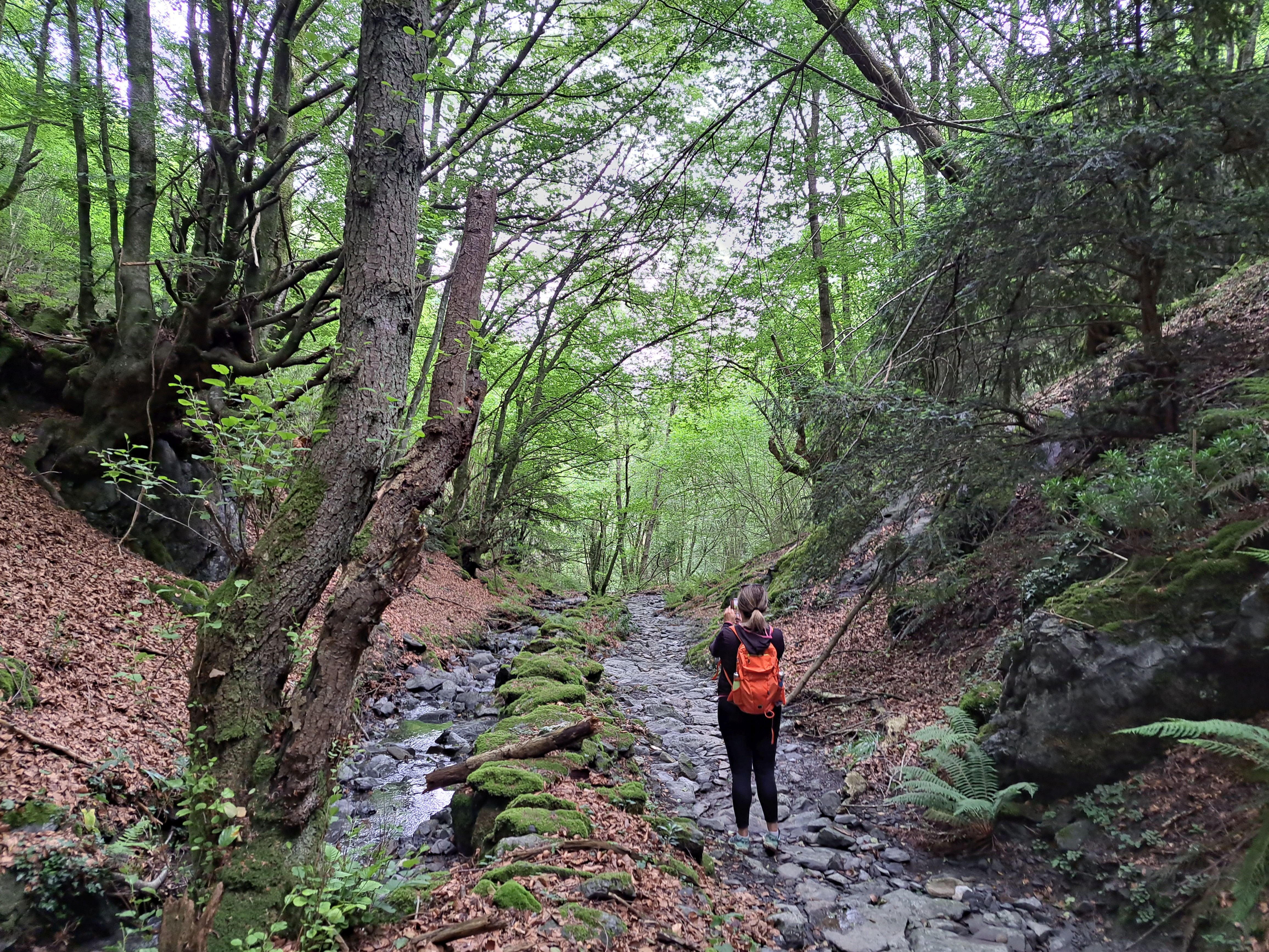 Entre bosques y Peru-Harri