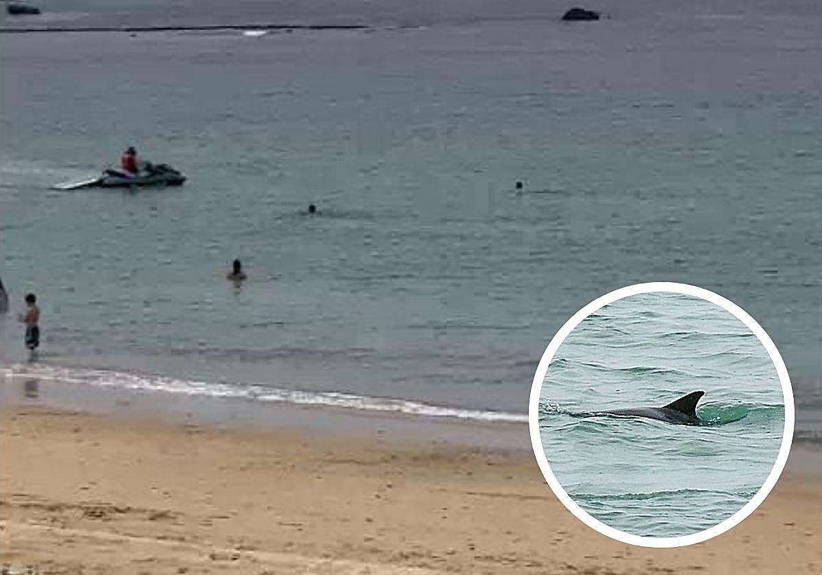 Bañistas y socorristas vieron el delfín en la playa de Ondarreta. En detalle la aleta del cetáceo.