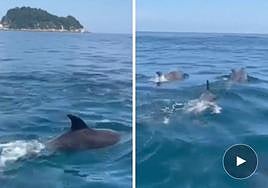 El grupo de delfines nadando en aguas entre Zarautz y Getaria.