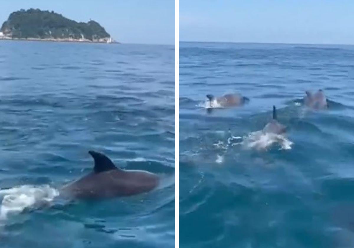 El grupo de delfines nadando en aguas entre Zarautz y Getaria.