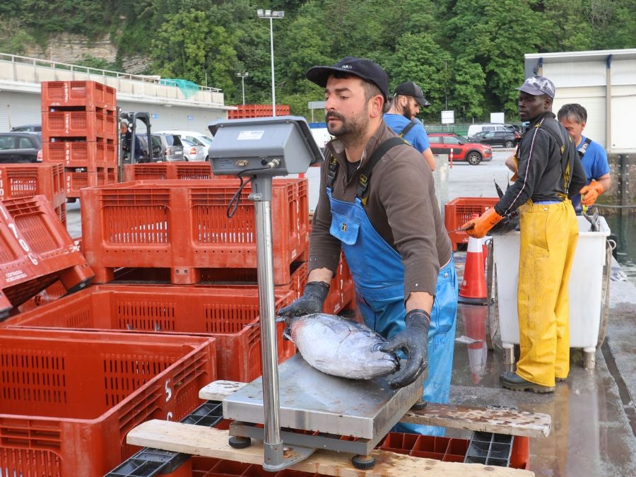 Arranca la campaña del bonito