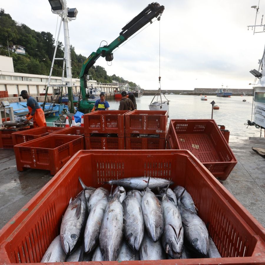 Arranca la campaña del bonito