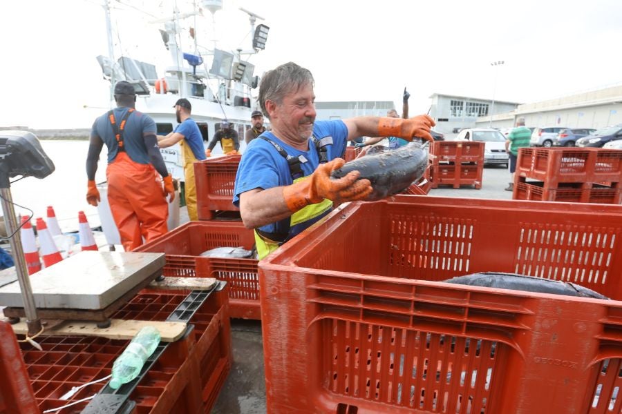 Arranca la campaña del bonito