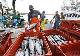 Descarga de bonito en el puerto de Hondarribia.