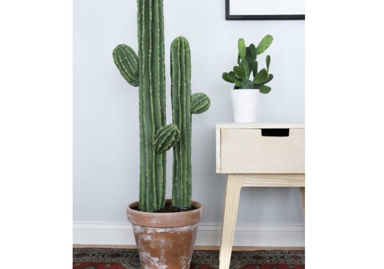 Cactus acompañado de una maceta estilo 'vintage'