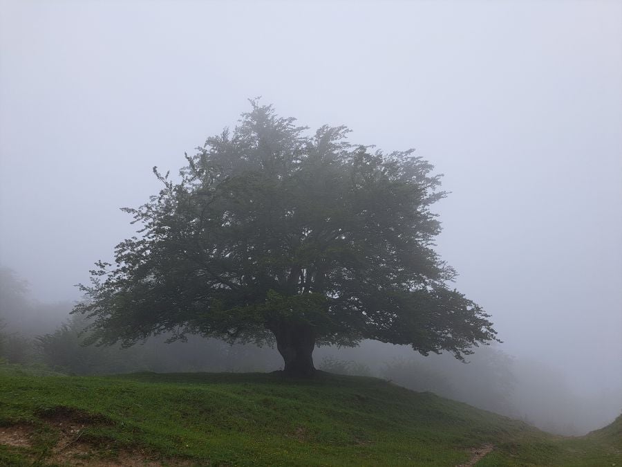 El suave manto de Belleku