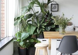 Plantas verdes en la zona del comedor