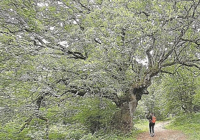 A lo largo del recorrido nos topamos con enormes hayas.