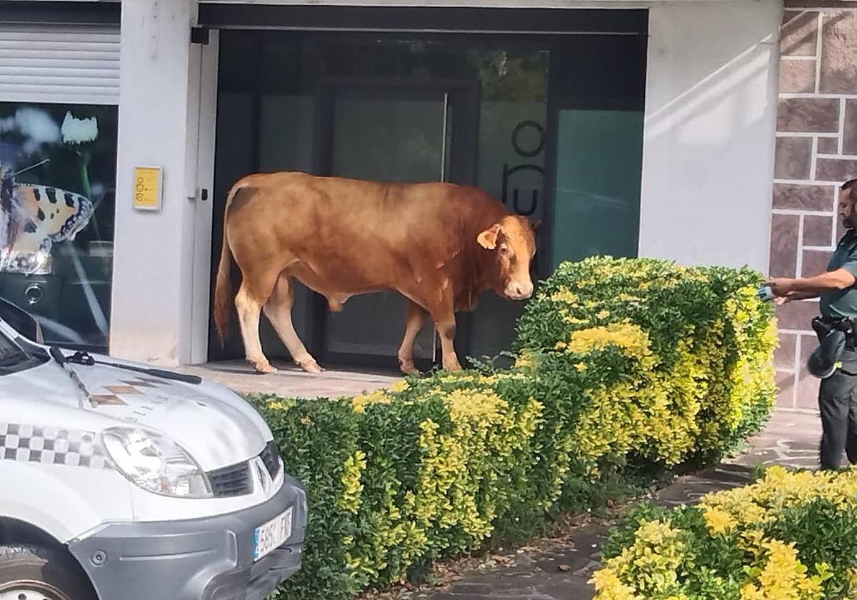 El toro se escapó de un prado cercano y llegó hasta el centro de Bera