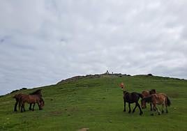 Un grupo de yeguas pasta tranquilamente junto a la cima de Kalamua