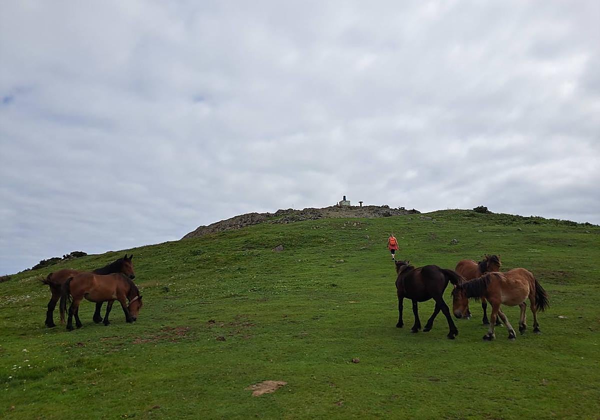 Un grupo de yeguas pasta tranquilamente junto a la cima de Kalamua