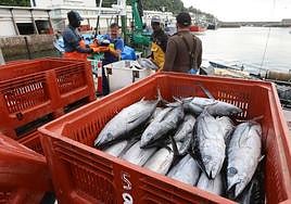 Descarga de bonito en Hondarribia