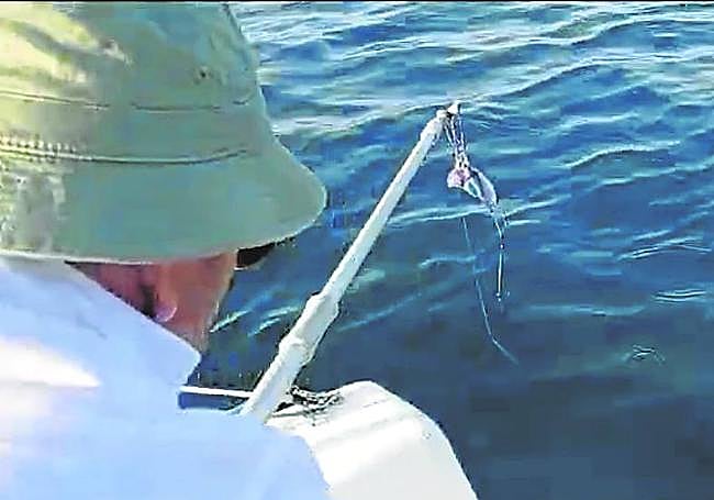 Momento en el que Fran captura la 'falsa medusa' en Getaria.