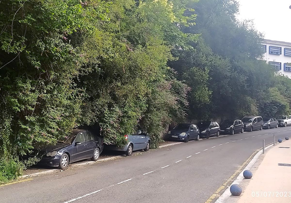Coches atrapados por las ramas en la zona de hospitales