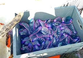 'Carabelas portuguesas' recogidas este viernes en La Concha