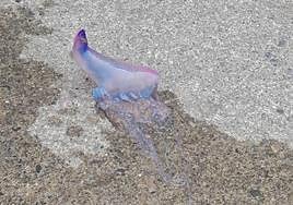 Ejemplar capturado en Getaria