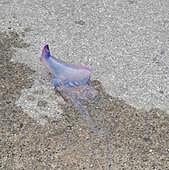 Playa de Malkorbe de Getaria este julio.