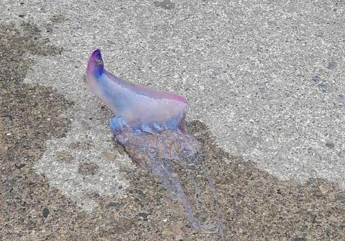 Un ejemplar de 'carabela portuguesa'.