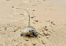 Una de las 'carabelas portuguesas' que llegó ayer a la playa de La Concha.