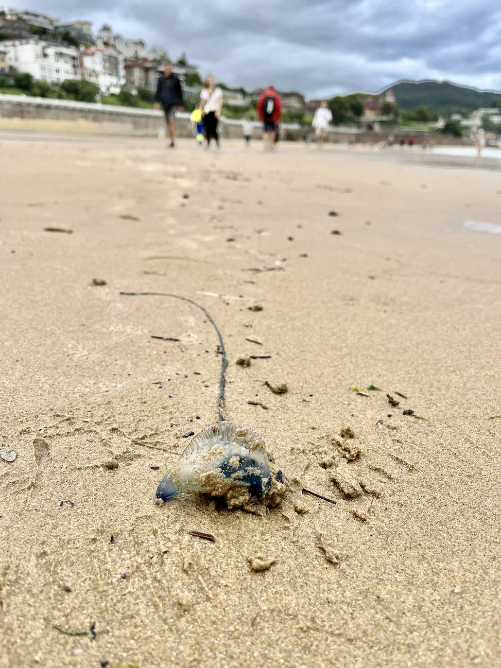 Nueva oleada de &#039;carabelas portuguesas&#039;