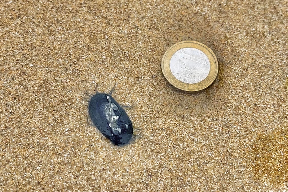 Nueva oleada de &#039;carabelas portuguesas&#039;