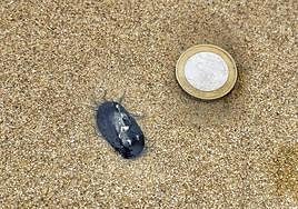 La 'velella velella', una especie inofensiva que también se ha detectado