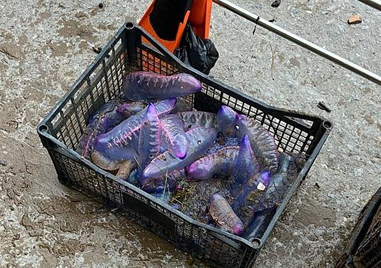 Imagen principal - Las &#039;carabelas portuguesas&#039; ya se reproducen en aguas cercanas