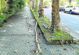 Un lector nos envía esta foto y nos explica la problemática con la que se topan los vecinos de esta zona de Aiete: «En la calle Izaburu se están cayendo continuamente cortezas y ramas de los árboles. Algún día tendremos un disgusto», advierte Eduardo Pagola, quien urge al Ayuntamiento a realizar labores de mantenimiento en estos ejemplares.