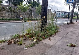 La huelga de jardinería se aprecia por toda la ciudad.