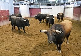 Los toros de las dos primeras corridas de la feria donostiarra ya están en los corrales de Illunbe.